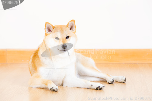 Image of Japanese Shiba Inu dog