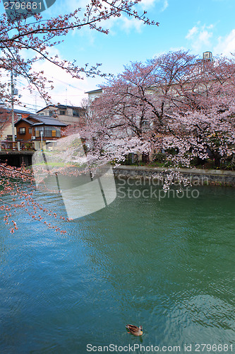 Image of Lake Biwa Canal with sakura
