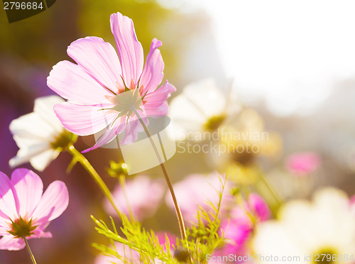 Image of Different pink cosmos flower