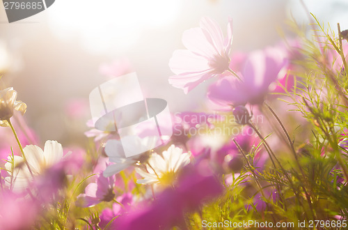 Image of Chamomile in purple