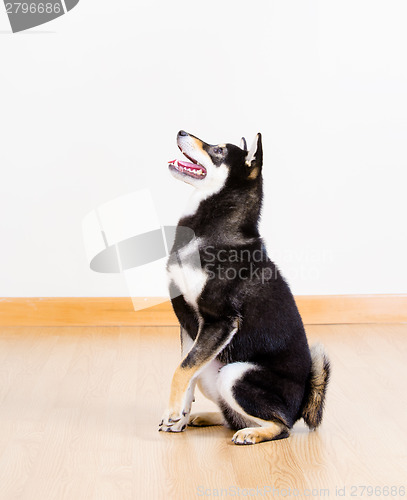 Image of Shiba inu dog in black sitting on floor