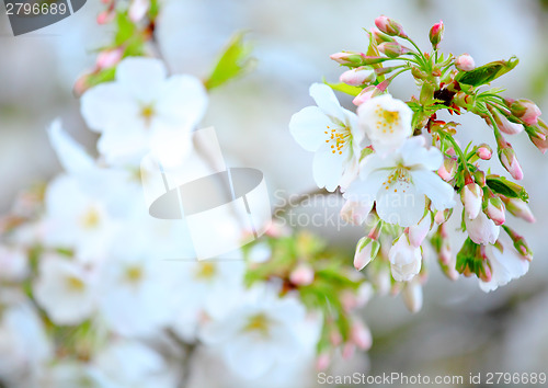 Image of Sakura flower