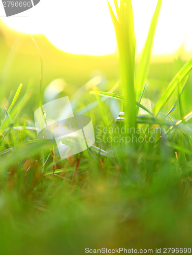 Image of Green grass