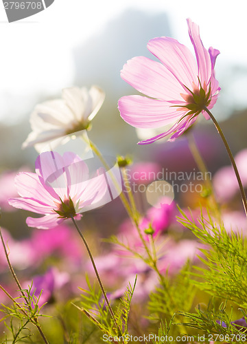 Image of Daisy flower and sunlight 