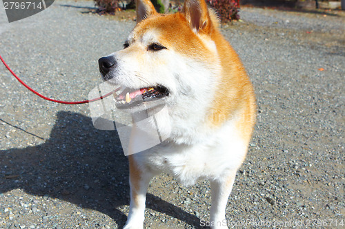 Image of Shiba Inu dog outdoor