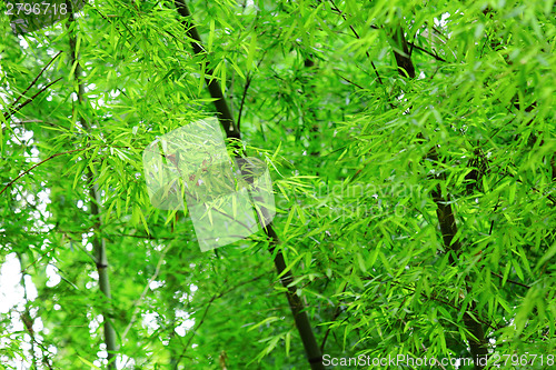 Image of Summer green forest