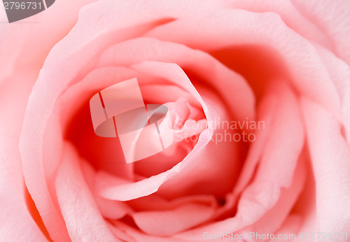 Image of Pink rose texture