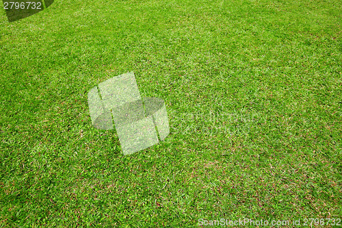 Image of Green lawn