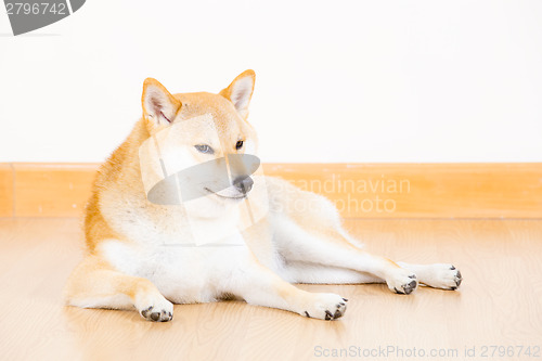 Image of Shiba inu dog lying on floor