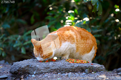 Image of Street cat eating food on rock