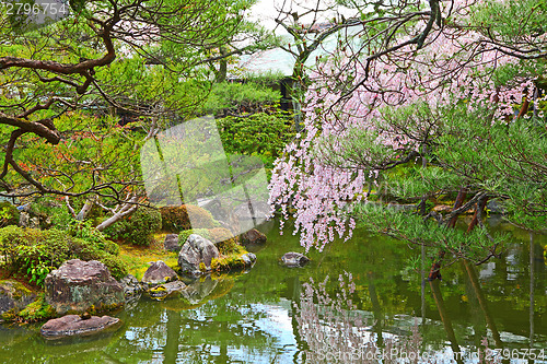 Image of Japanese garden with sakura tree