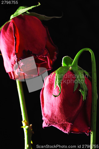 Image of Wilted rose