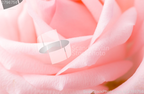 Image of Pink rose macro