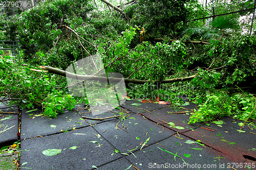 Image of Broken tree after typhoon