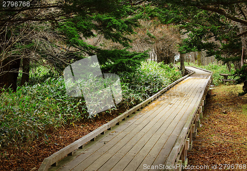Image of Wooden path in forest