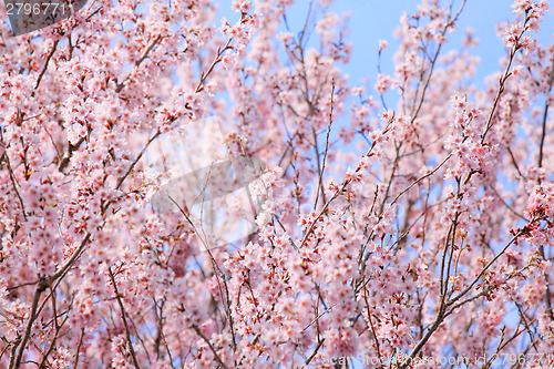 Image of Cherry blossom