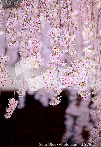 Image of Cherry blossom