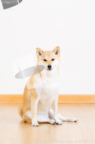 Image of Shiba inu dog sitting on floor