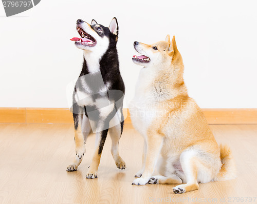 Image of Two shiba dog at home