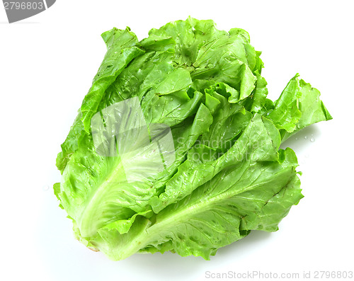 Image of Lettuce