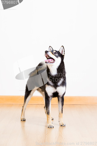 Image of Shiba inu dog in black looking up