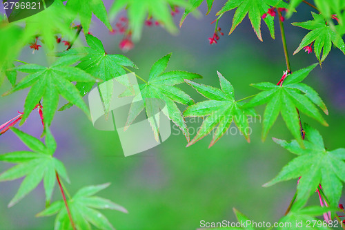 Image of Maple in green