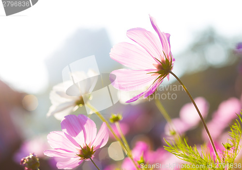 Image of Purple daisy under sunlight