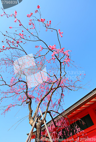 Image of Sakura tree