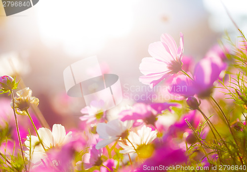 Image of Daisy under sunlight