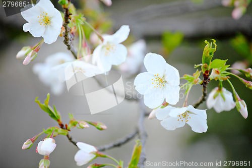 Image of White oriental cherry 