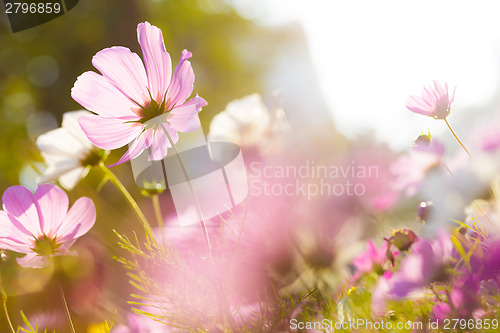 Image of Chamomile in purple 