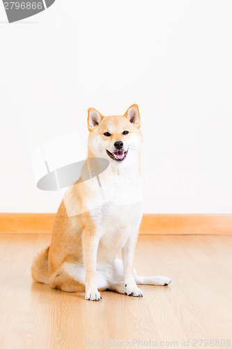 Image of Japanese Shiba Inu dog