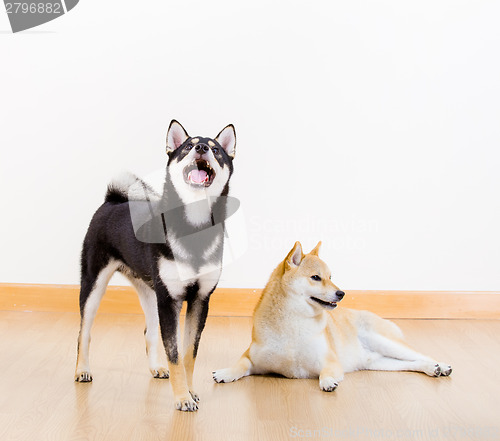 Image of Two shiba inu dog at home