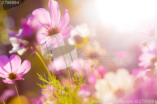 Image of Cosmos flower