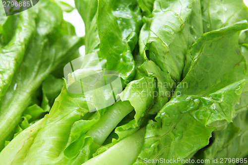 Image of Lettuce texture