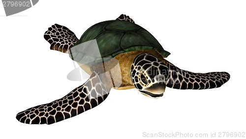 Image of Sea Turtle