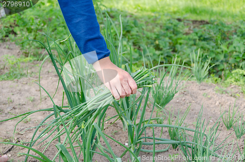 Image of woman hands pick green natural onion in garden  
