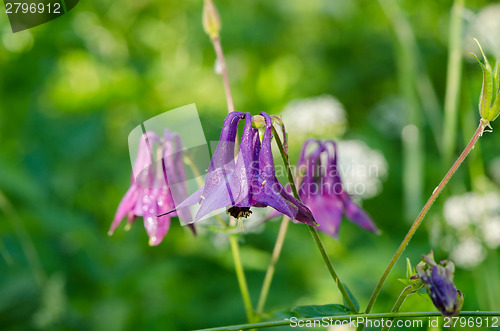 Image of small bell-shaped purple wild dewy meadow flower 