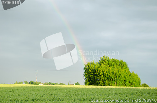 Image of rainbow after rain over green field in summer  