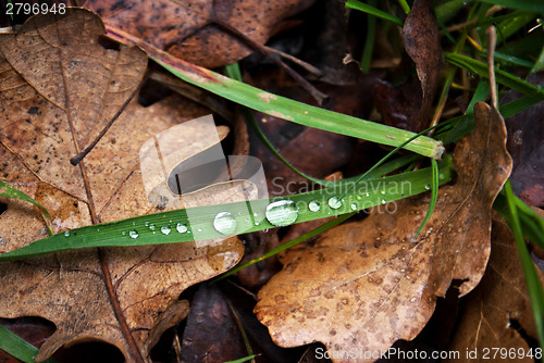 Image of Fallen autumn leaves