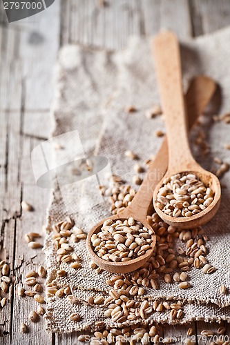 Image of wheat grain in wooden spoons 