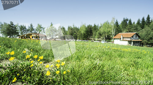 Image of Green meadow with flowers