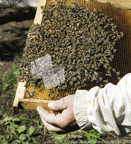 Image of Close up honeycombs