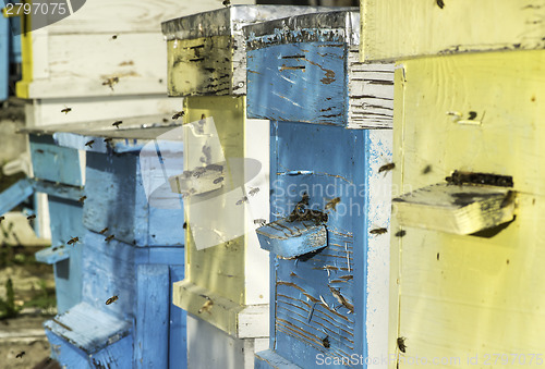 Image of Swarm of bees fly to beehive