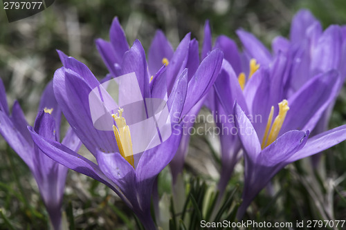 Image of Blue crocus