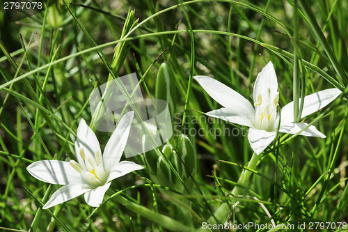 Image of White flower and green meadow