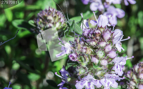 Image of Flower thyme in the nature