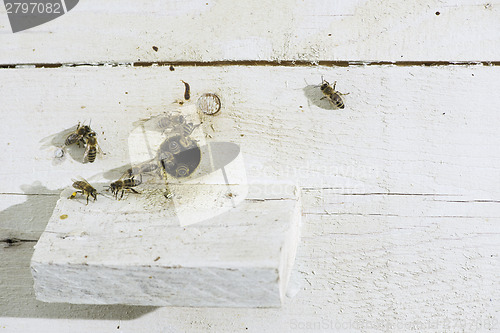 Image of Bees entering the hive