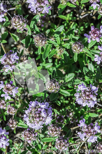 Image of Flower thyme in the nature