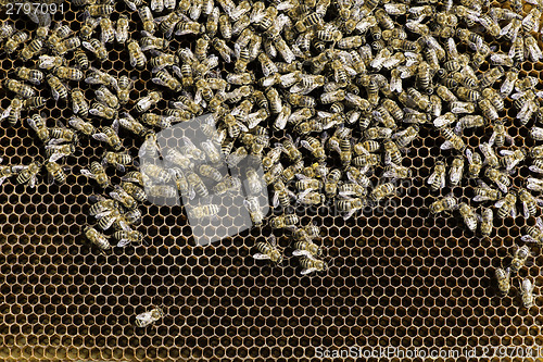 Image of Close up honeycombs